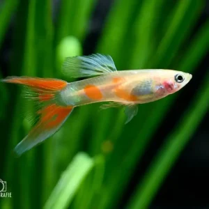 Guppy "Scissortail blond" (Poecilia reticulata) Rabatt